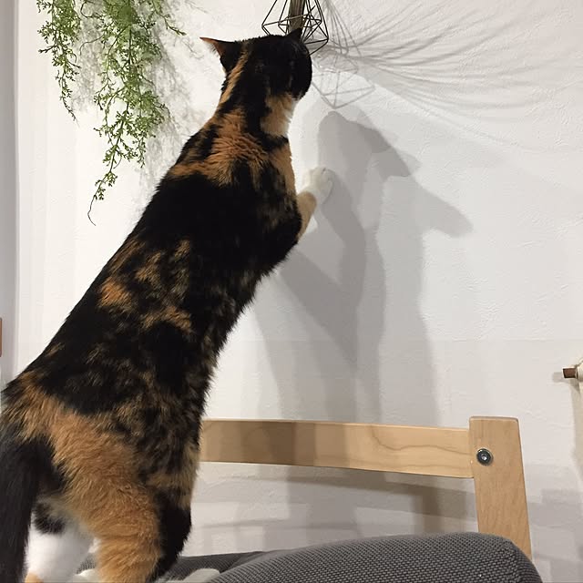 meguchiyoさんの実例写真