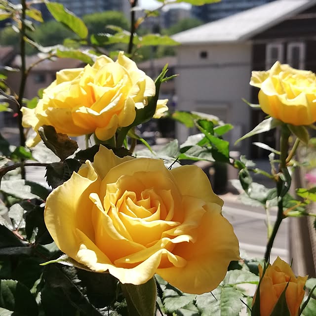 実例写真