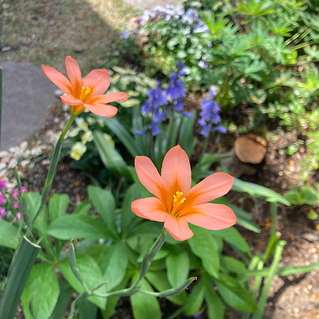 mamaさんの実例写真