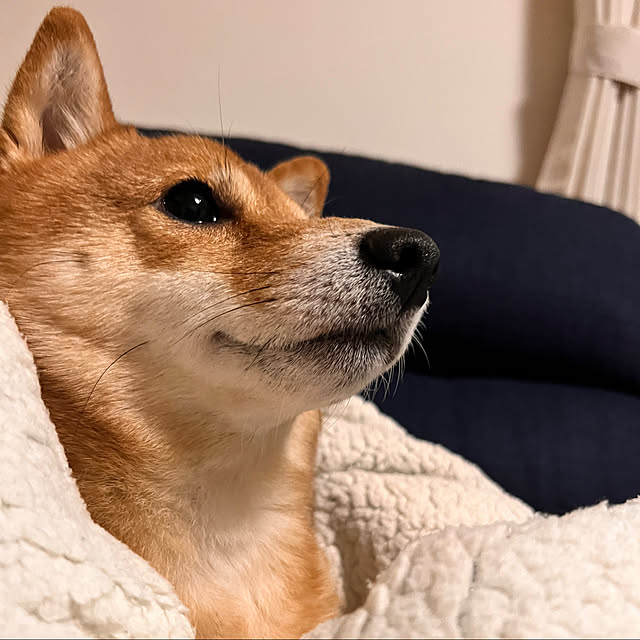 sasasanosasukekunさんの実例写真