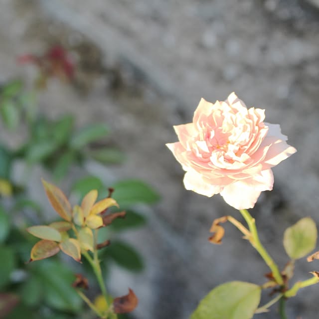 wisteriaさんの実例写真