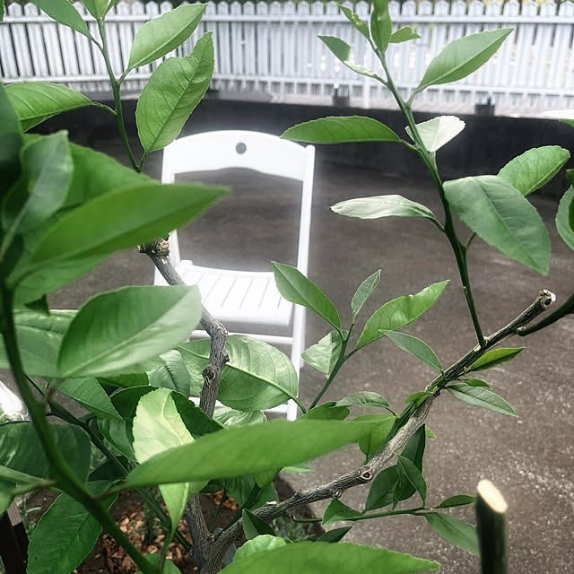Ohigeさんの実例写真