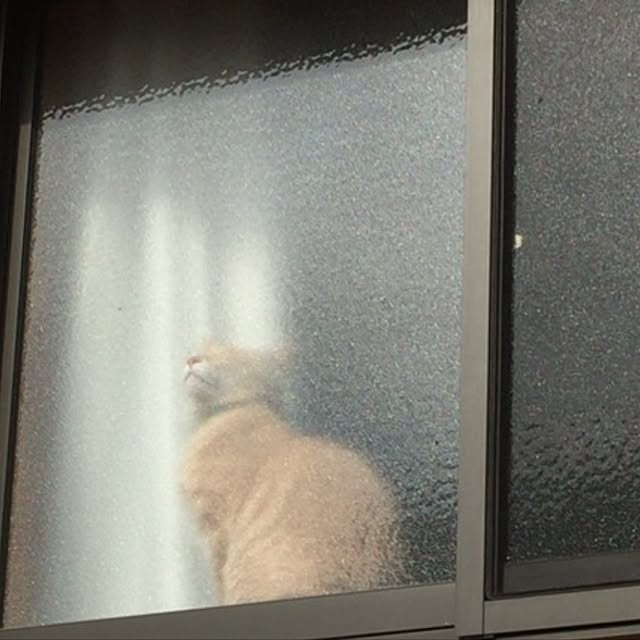 mikan161さんの実例写真