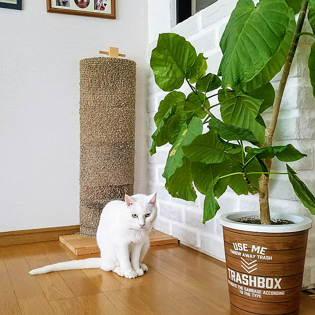 Kinanさんの実例写真