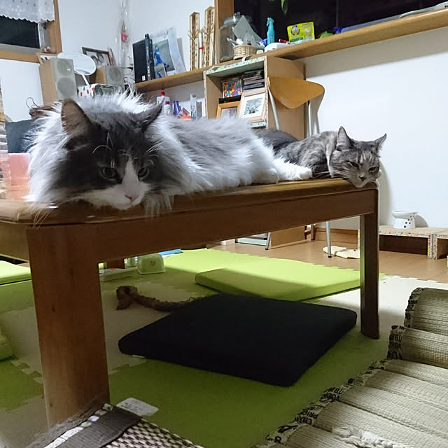 shinobuさんの実例写真