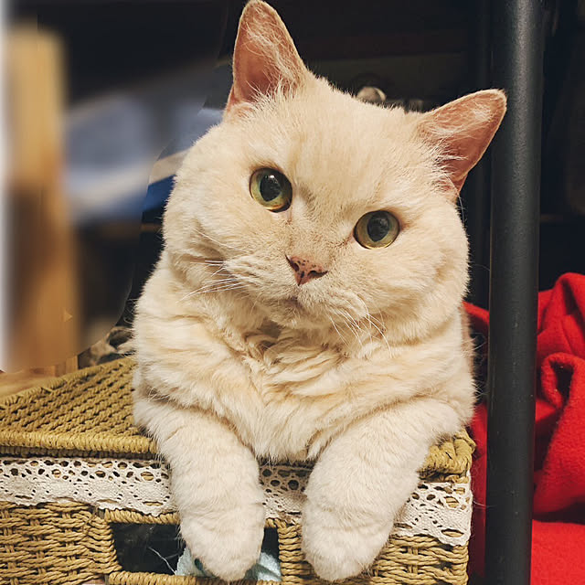 naokoさんの実例写真