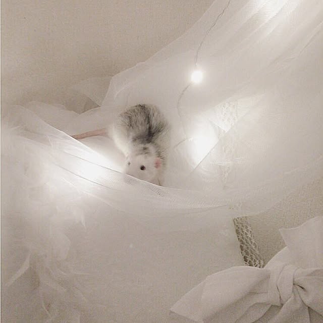 rolisuさんの実例写真