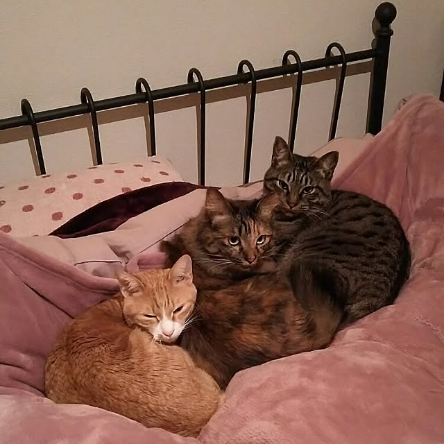 chamakonanさんの実例写真