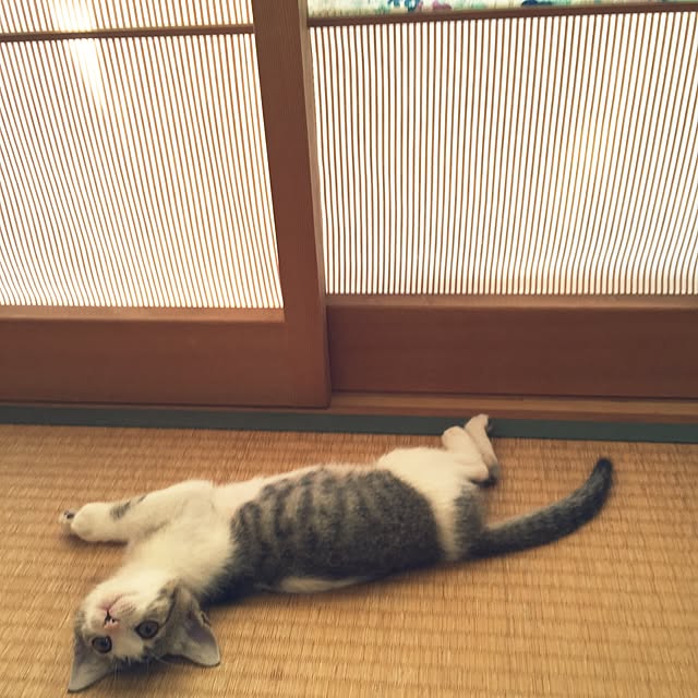 risuhaさんの実例写真
