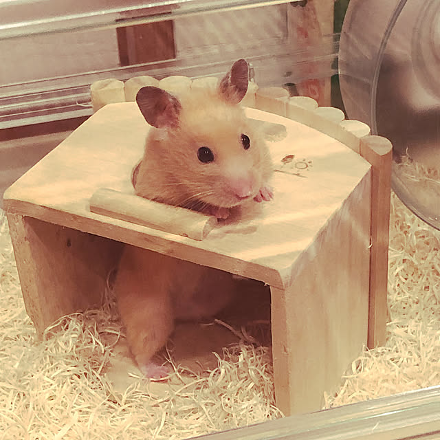 harukiさんの実例写真
