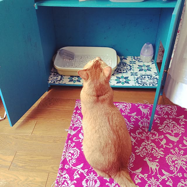 Yodakanohoshiさんの実例写真