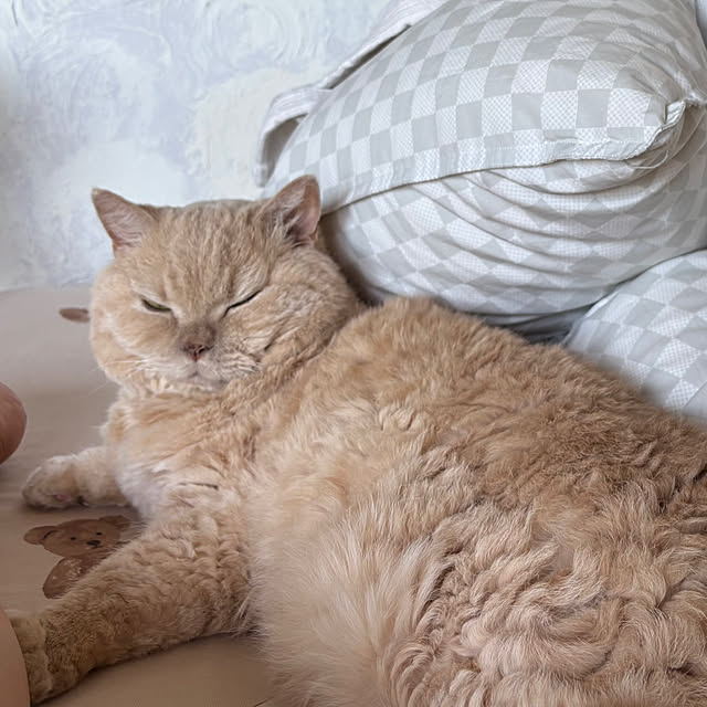 naokoさんの実例写真