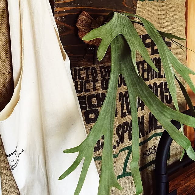 AOさんの実例写真