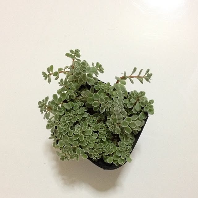 L.さんの実例写真