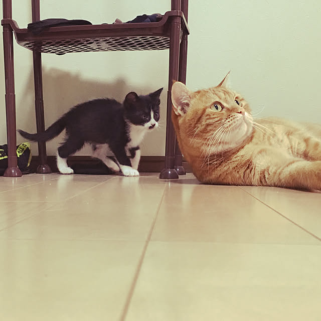 nekoさんの実例写真