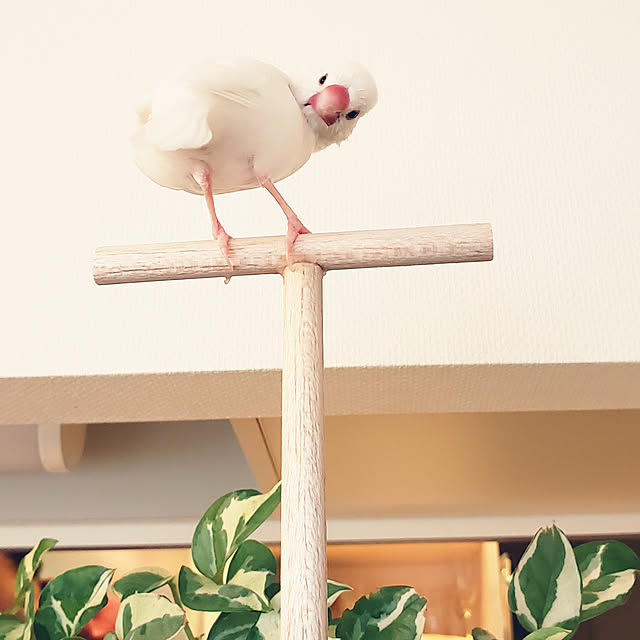 sumireさんの実例写真