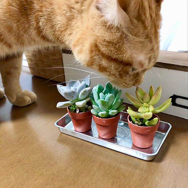 ティッシュケース/多肉植物/多肉植物初心者/100均/セリア...などのインテリア実例 - 2019-05-05 01:29:17