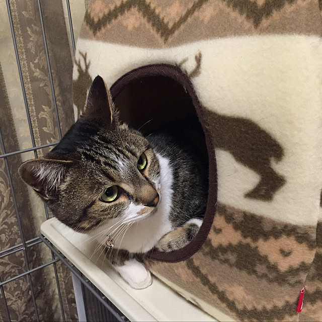 mariさんの実例写真