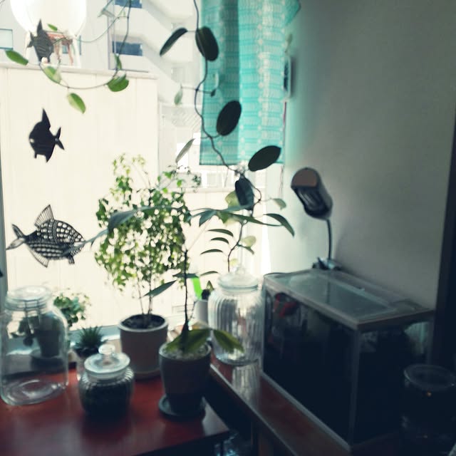 choikokaeruさんの実例写真