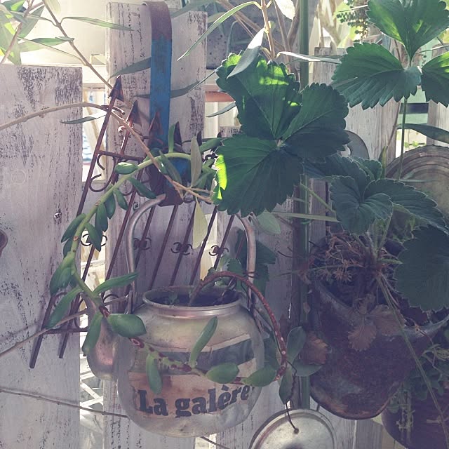 玄関/入り口/ガーデン雑貨/植物/3COINS/100均...などのインテリア実例 - 2014-07-12 08:08:36