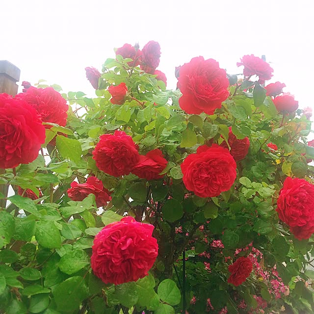 HappyRoseさんの実例写真