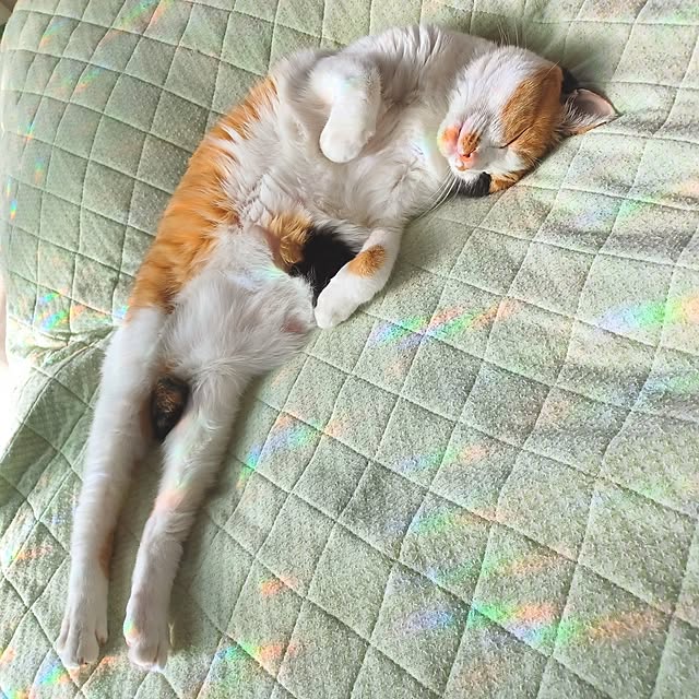nanaさんの部屋