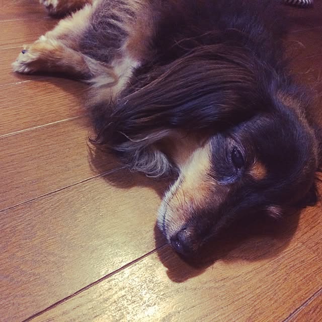 chamomileさんの実例写真
