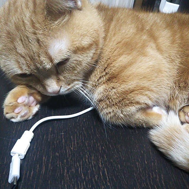 runaさんの実例写真