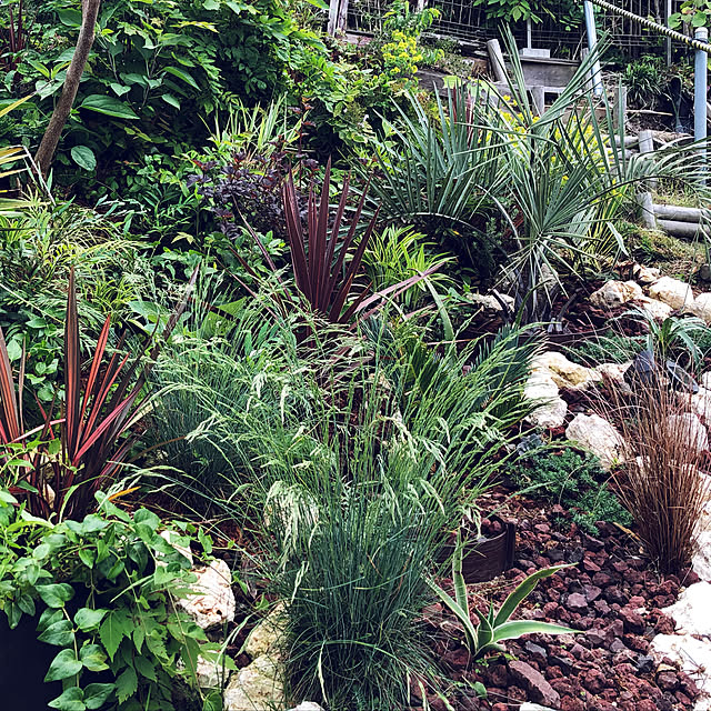 観葉植物/多肉植物/玄関/入り口のインテリア実例 - 2019-05-21 07:37:33