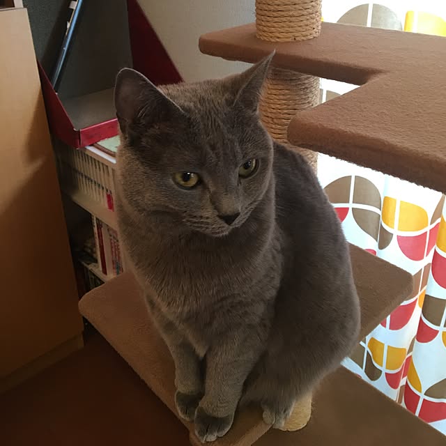 ikettenさんの実例写真