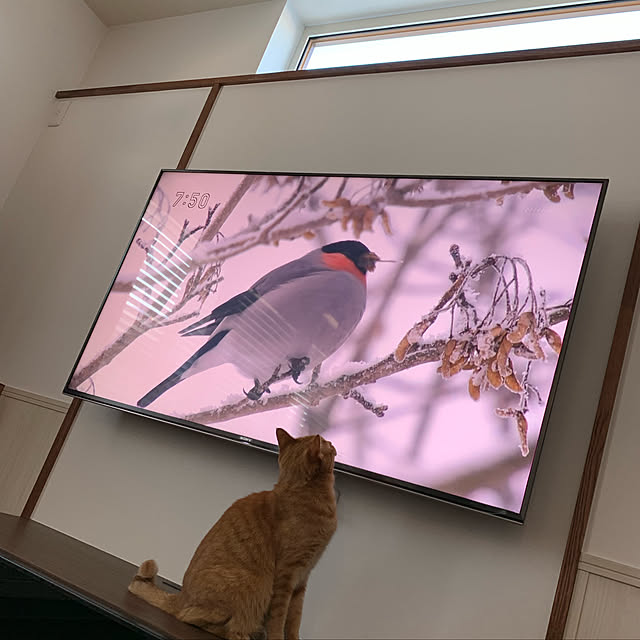 mikeume7さんの実例写真