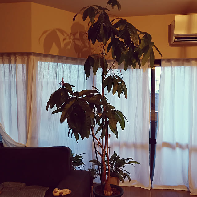 anzmama0404さんの実例写真