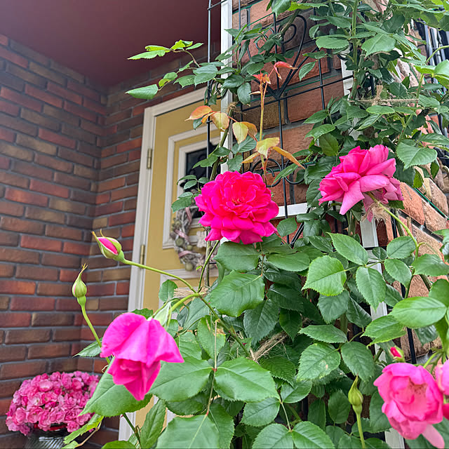 RoseLife5818さんの部屋