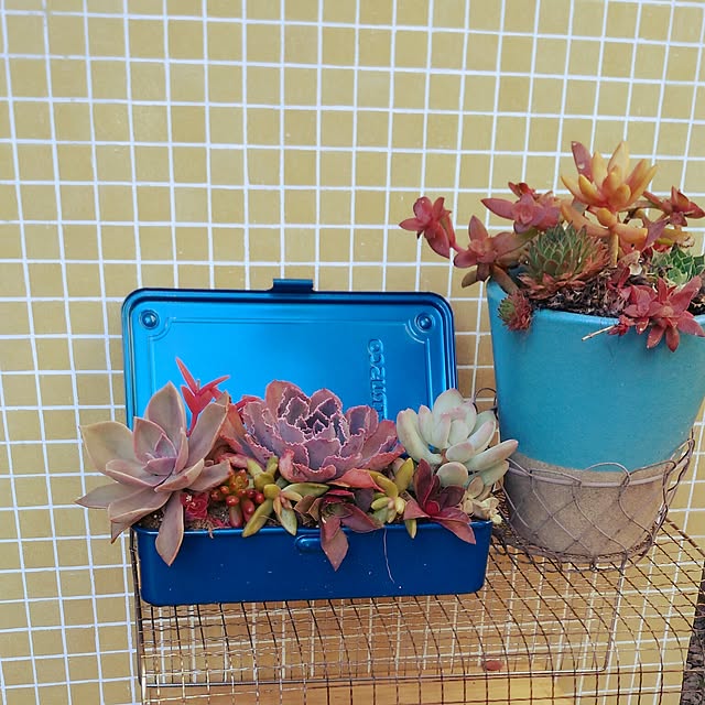 chiipinさんの実例写真