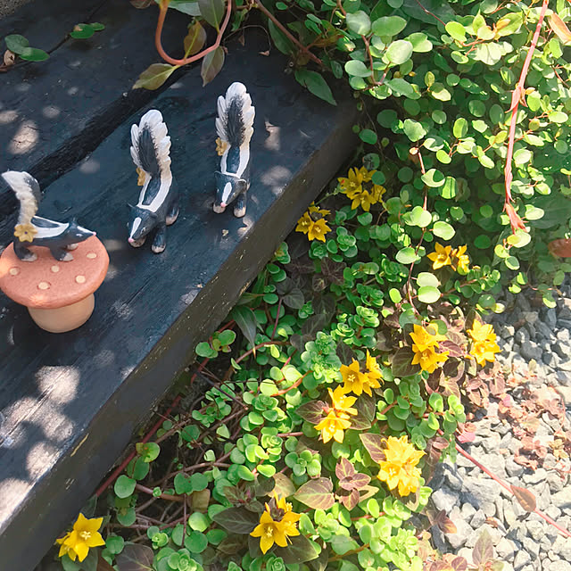 portulacaさんの実例写真