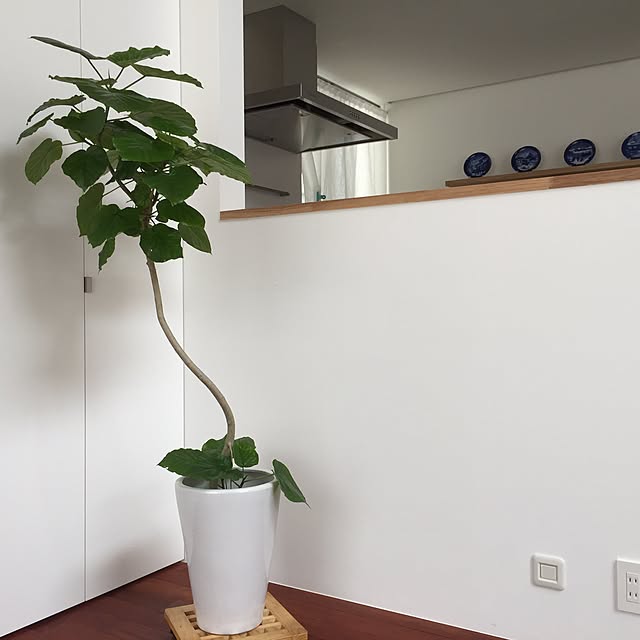観葉植物/リビングのインテリア実例 - 2015-06-21 23:10:30