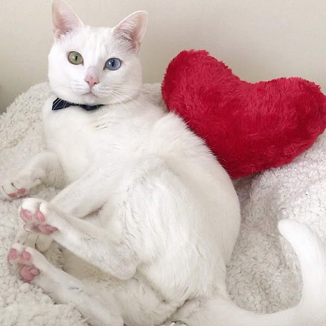 toracoさんの実例写真