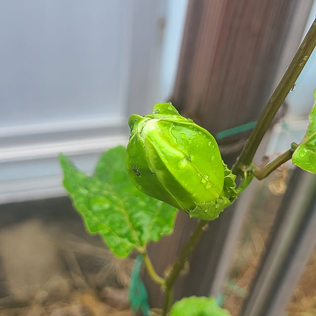 Rubiconさんの部屋