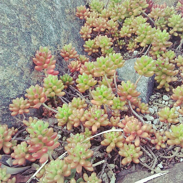 Plantexhibitionhallさんの実例写真