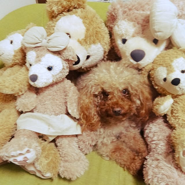 roko0824さんの実例写真