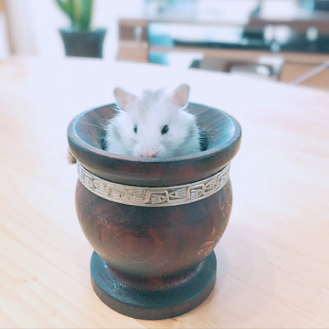 Kaimama224さんの実例写真