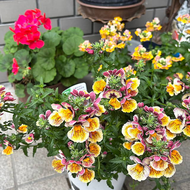 full.of_fun.mayuponさんの実例写真