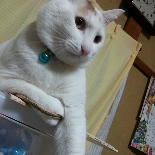 Yukikoさんの実例写真