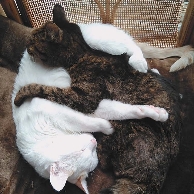 posauruさんの実例写真