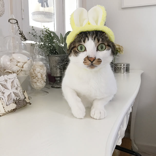 yuchiさんの実例写真