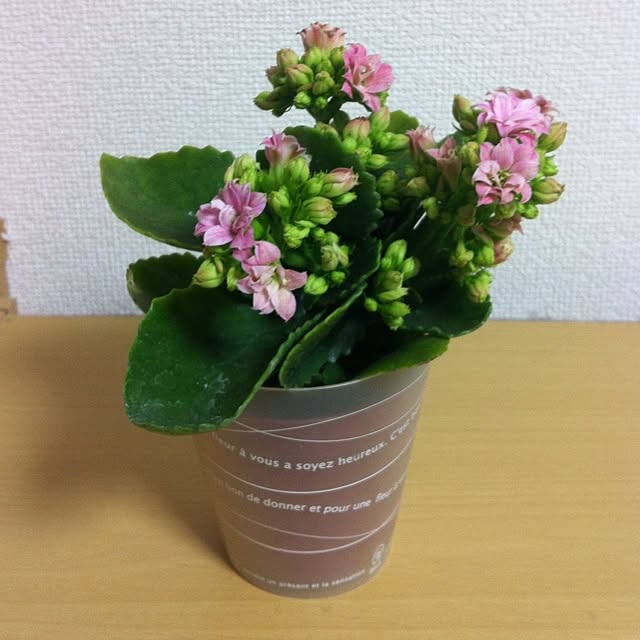 28さんの実例写真