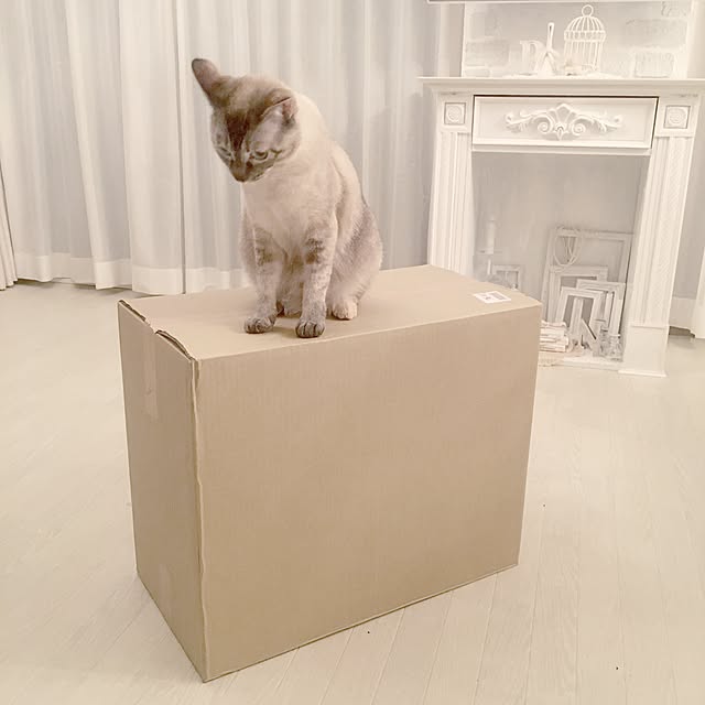 noelさんの実例写真