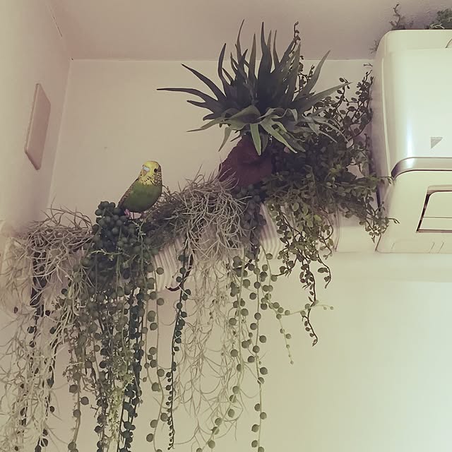 saladjamさんの実例写真
