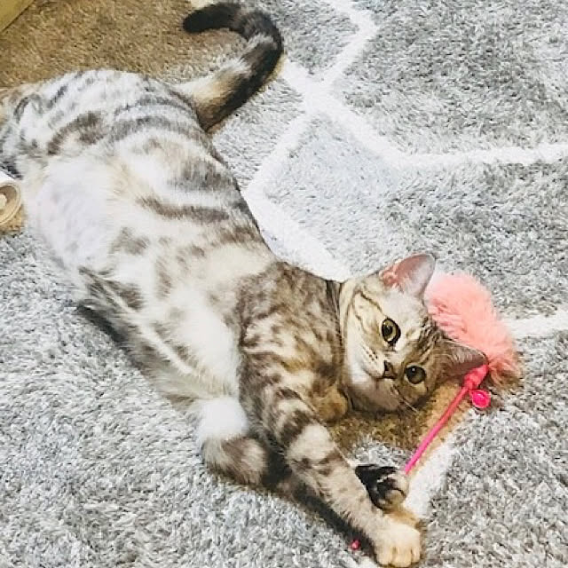tajaboさんの実例写真