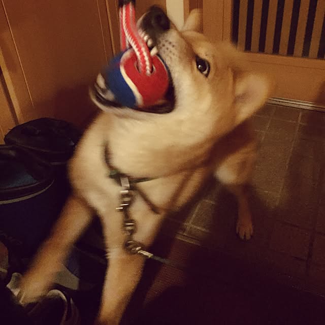 luckyさんの実例写真